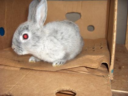 SÜSSE KANINCHEN ZU VERKAUFEN