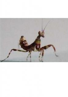 Creobroter pictipennis Blütenmantiden