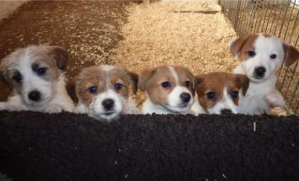 Parson - Jack Russell Terrier abzugeben