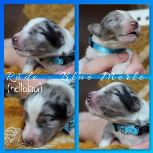 Australian Shepherd x American Collie Welpen