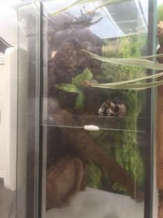 Mexikanische Rotknie Vogelspinne
