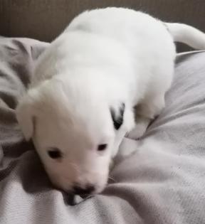 Papillon Pahlene Mix zum verlieben.