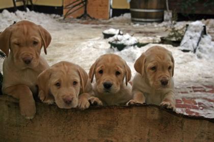 Süße gelbe Labradorwelpen aus liebevoller Zucht