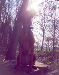 Magyar Vizsla Deckrüde Quentin vom Starkenbrunnen Kein Verkauf