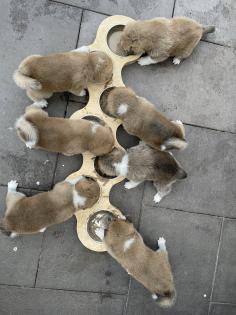 Reinrassige Akita Inu Welpen mit Papieren der Elterntiere