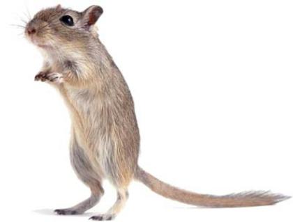 3 Gerbils Wüstenrennmäuse abzugeben