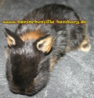 Auffangstation gibt Tiere ab Jungtiere und Erwachsene