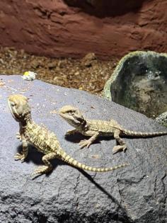 Verkaufe zwergbartagamen Pogona henrylawsoni
