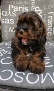 Zauberhafte Schlappohren im nicht haarendem Fellkleidchen COCKAPOO COCKERDOODLE