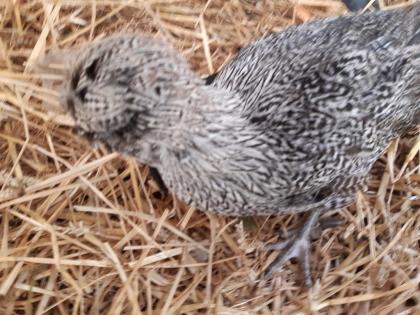 Königsberger, Rhodeländer, blau Sperber, Wyandotten, Italiener Hühner Nachzüchtu