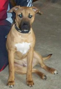 Pit Bull Mix Welpe sucht neues Zuhause