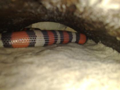 Pueblo Milchnatter