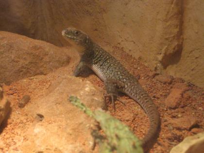 2 Timon Lepidus 09