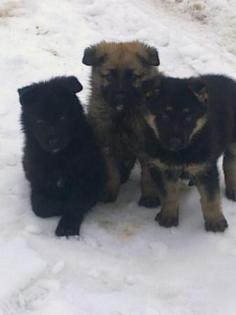 Gesunde, hübsche Schäferhundwelpen