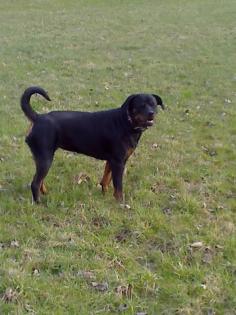 Suche kräftigen Rottweiler Rüden