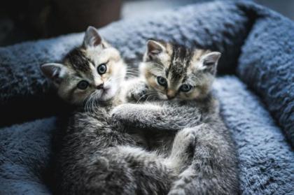 Britisch Kurzhaar Kitten suchen Dosenöffner