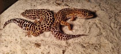 2 Leopardengeckos abzugeben