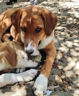 Tilly sucht ein passendes Zuhause