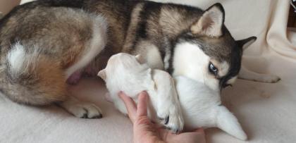 Unsere pomsky Welpen sind geboren