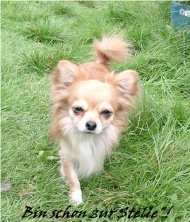 Chihuahua Champion Deckrüde hat noch Termin frei