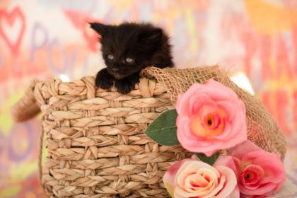 Maine Coon Kitten Prinzessinen