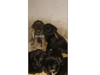 Labrador-Mix 10 Welpen