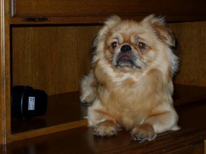 Pekinese sucht eine hündin zum decken
