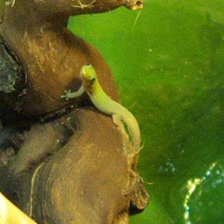 Goldstaubtaggecko Phelsuma laticauda laticauda abzugeben
