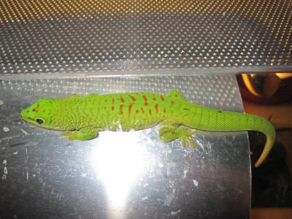 Mad Grandis Männchen Gr. Taggecko mit Terrarium