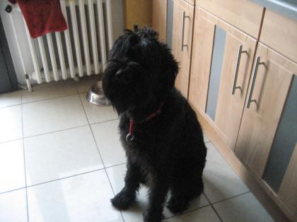 Kleiner Riese 8Mon sucht neues Zuhause