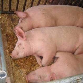 Micro Mini Pigs Potbelly Wir liefern Ferkel