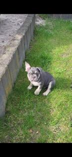 Französische bulldogge welpe