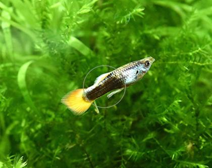 Guppy Mixe, AKTION, 7, 50Euro/ 6 Stck. Versand/ Abholung
