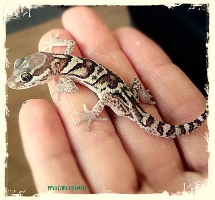 Echsen / Geckos Paroedura picta