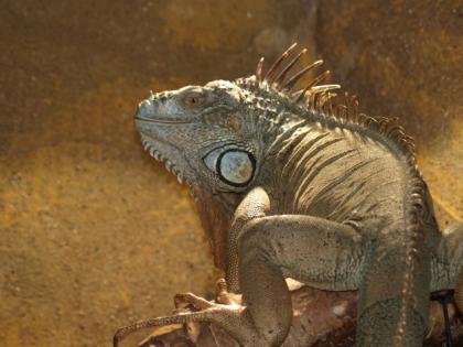 Grüner Leguan
