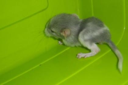 Chinchillas Abzugeben