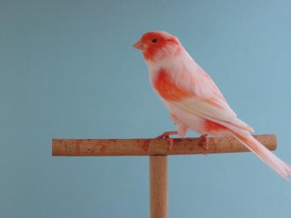 Mosaiken, rot Mosaik, rotgrundige Mosaik Kanarien