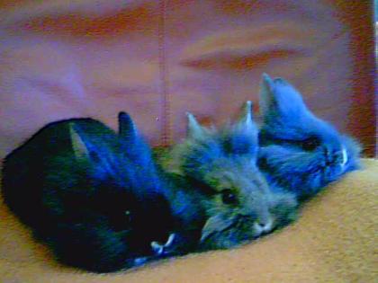 3 süße hasenbabys zu verschenken sind erst 6 wochen alt