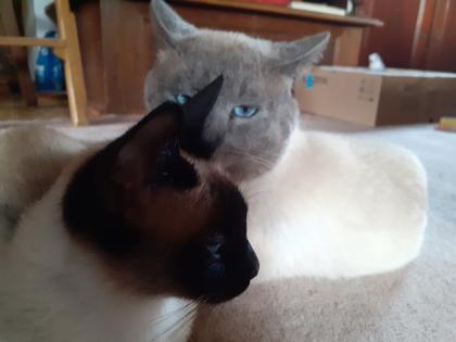 Supersüße Siamkitten sind bald abgabebereit
