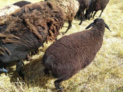 Hissar - Fettsteiß - Schafe Bock Nutztiere
