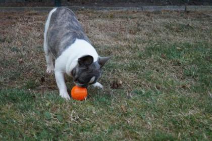 Französische Bulldogge