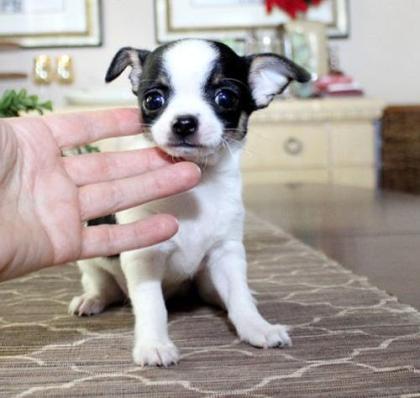 Chihuahua Welpe zu verkaufen