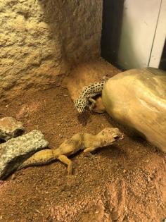3 Geckos mit Terrarium zu verkaufen