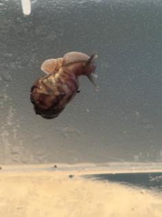 Achatschnecken achatina reiculata