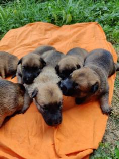 Malinois Welpen mit Ahnentafel