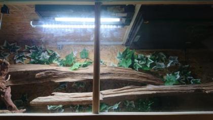 2 königspython mit terrarium