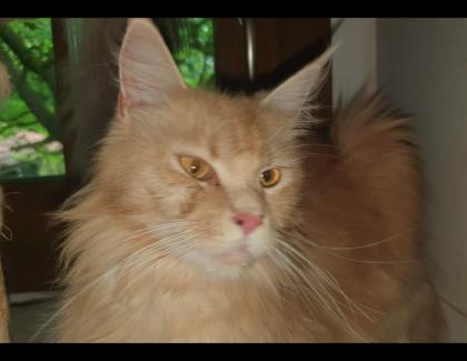 Maine Coon Baby s - 2 Kater creamy - 2 Kätzchen silver tabby