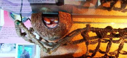 Terrarium junge Kornattern mit Innenausstattung