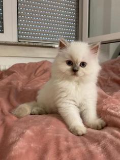 Perser Kitten