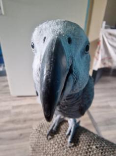 Graupapagei Kongo weiblich 2Jahre
